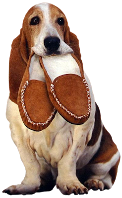 Hond met pantoffels.